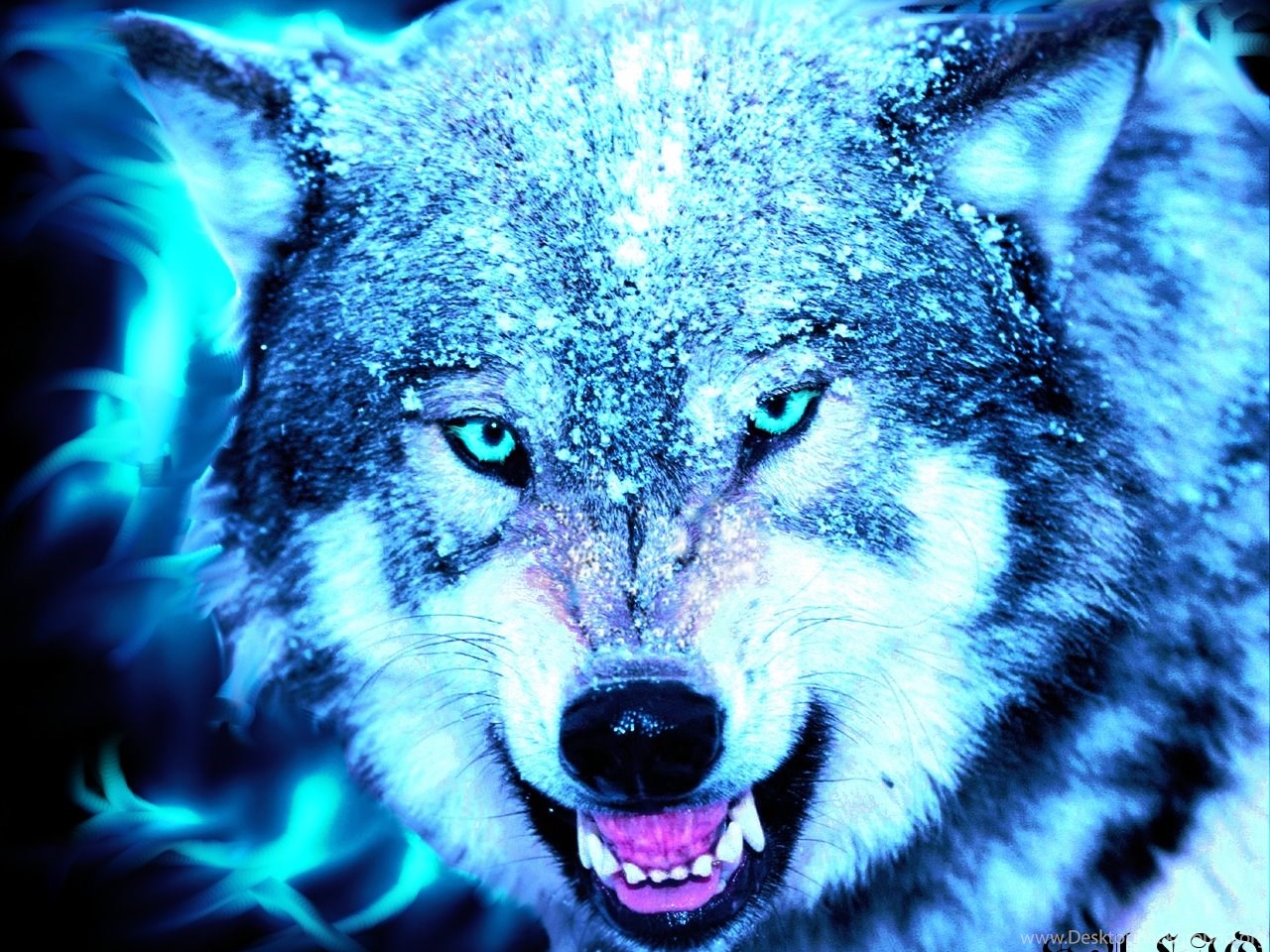 Midnight Blue Wolf Ice Cool Backgrounds