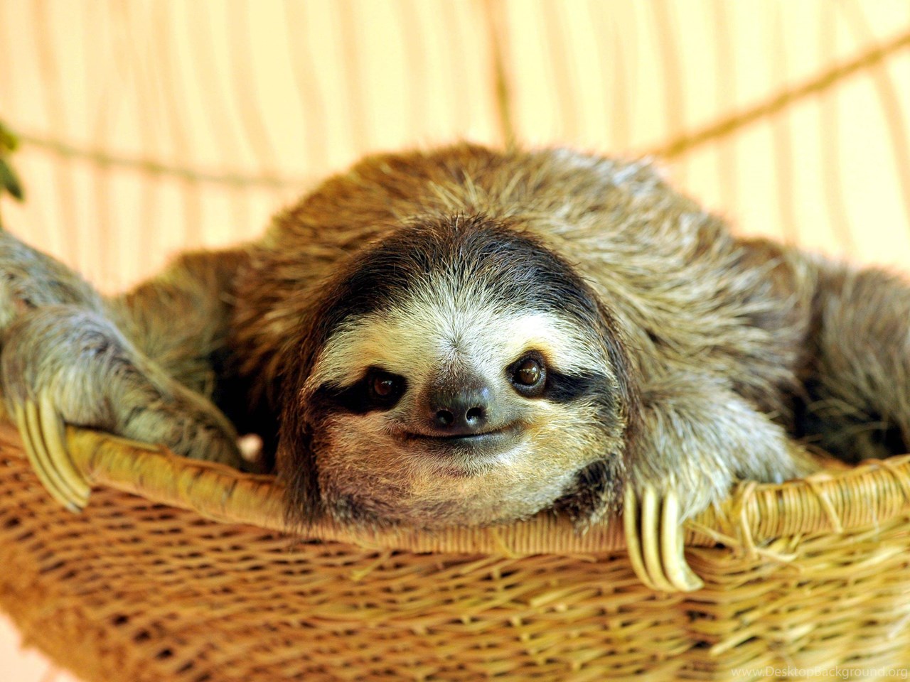 Download Similar Image Search For Post: Buttercup The Sloth Wallpapers ... 