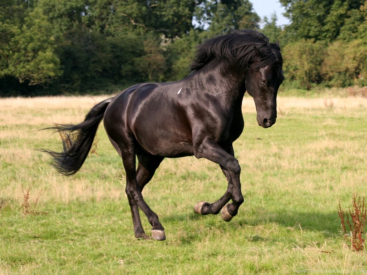 Конь мой вороной. Дикий гнедой Мустанг. Лошадь породы Мустанг черный. Вороной Мустанг лошадь. Гнедой Мустанг черный.