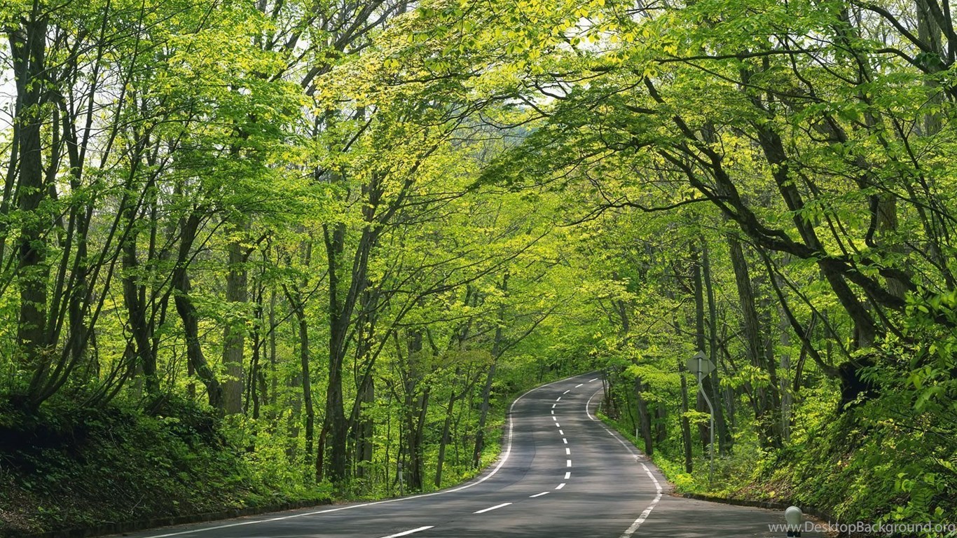 Tree Wallpapers For Walls 2015 Grasscloth Wallpapers Desktop Background