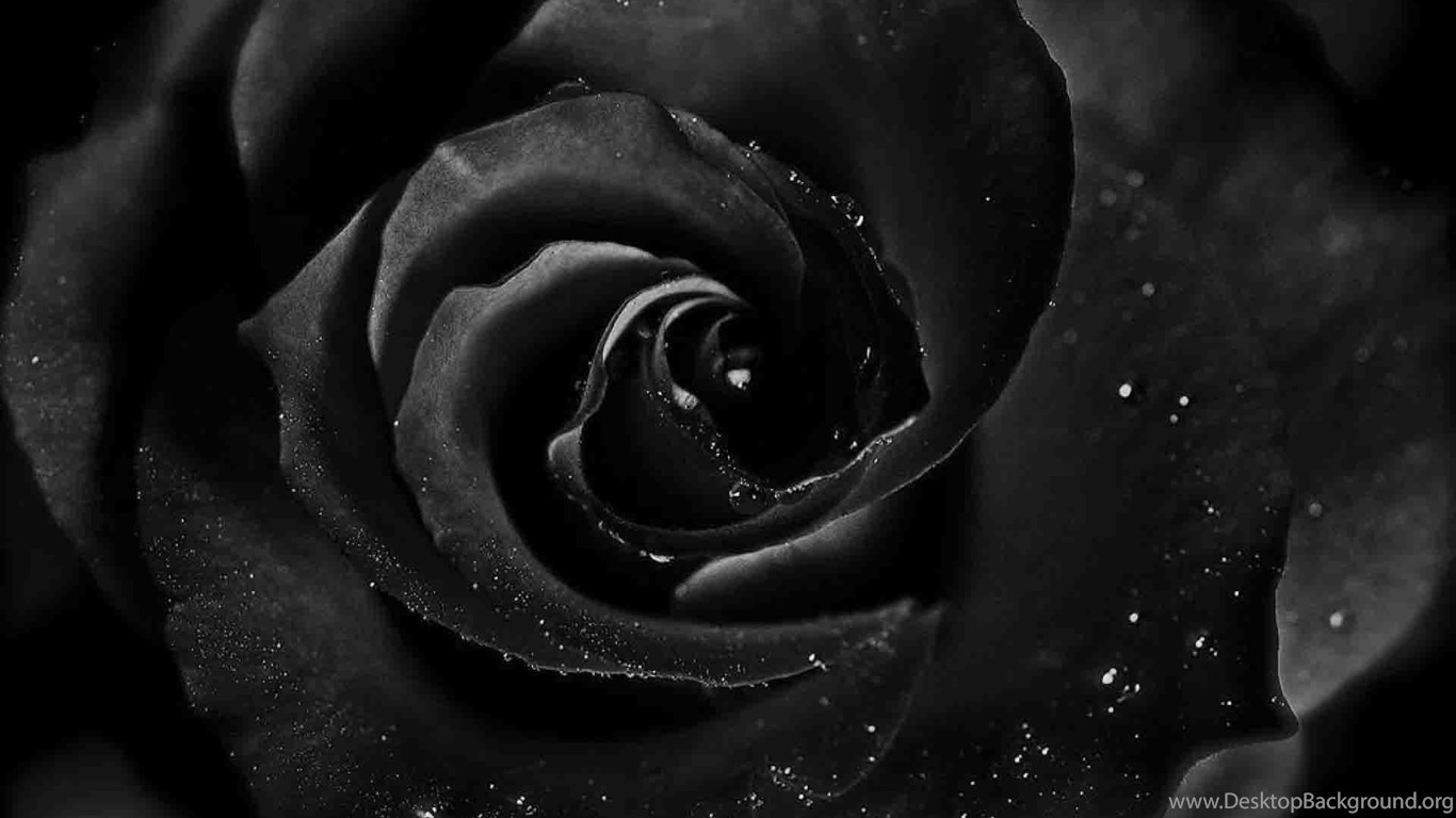 Black Roses HD Wallpapers Free Download Desktop Background