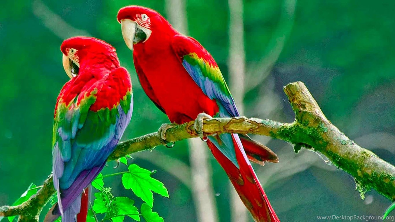 Beautiful Birds Wallpaper Download - 40 Free Beautiful Birds Wallpapers