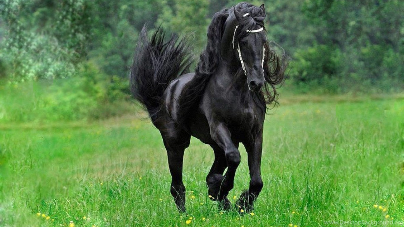 Серо черная лошадь. Кони. Вороной конь. Лошадь черный. Кони фото красивые.