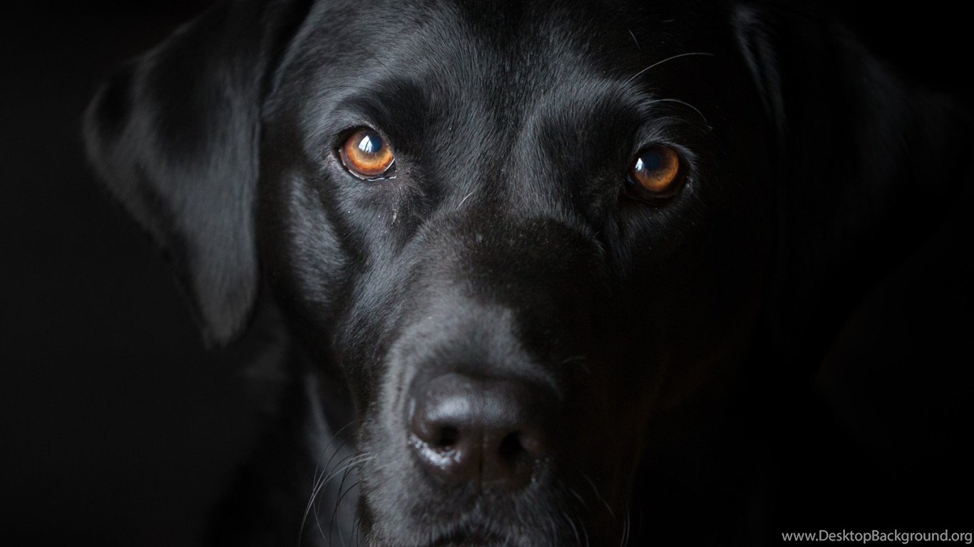 Black Dog Wallpapers Desktop Background