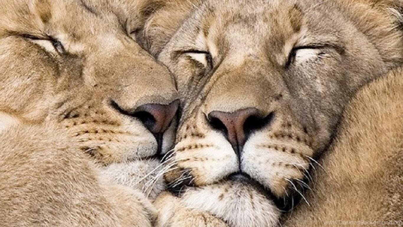 Скучаю лев. Лев и львица. Нежность животных. Львы обнимаются. Животные парочки.