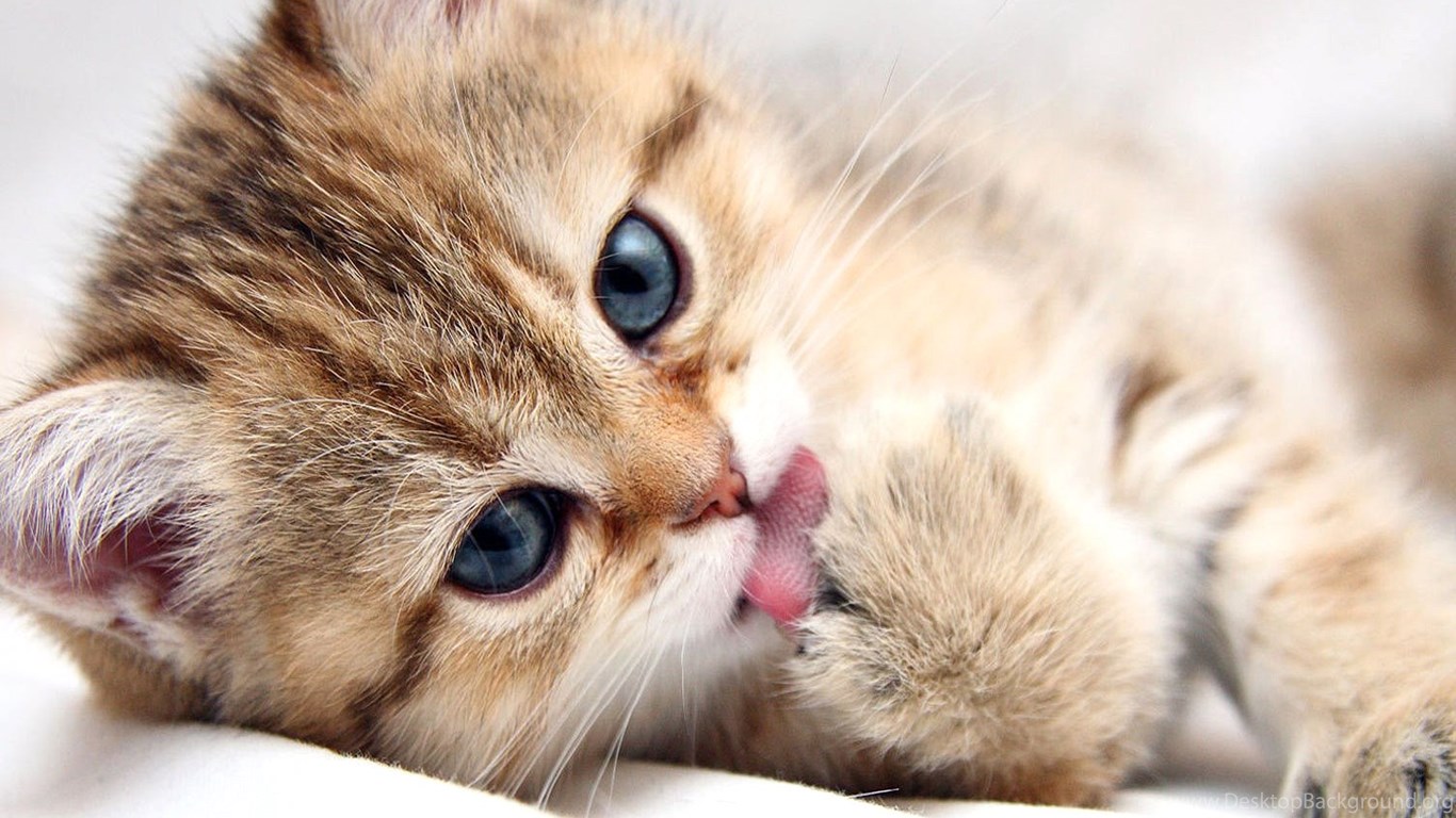 Download Cat, Paw, Hd Cat Wallpapers, Puffy Cats, Widescreen Pussycats ... 