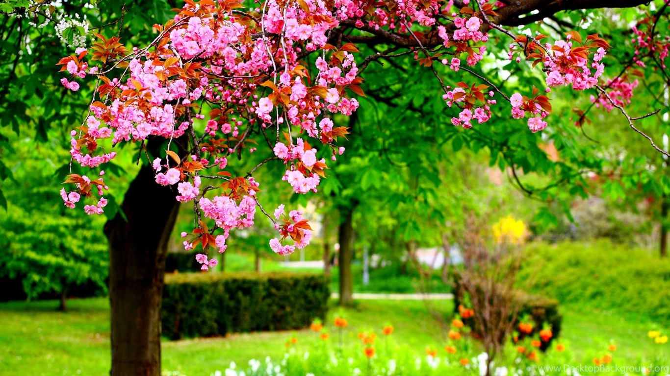 Download Spring Park Hi Res Wallpapers Dilshaddeyani.info Widescreen Widesc...