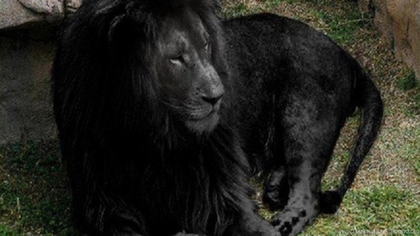 Что означает черный лев. Меланизм Лев. Черный Лев. Чёрный Лев фото. Бывают черные львы.