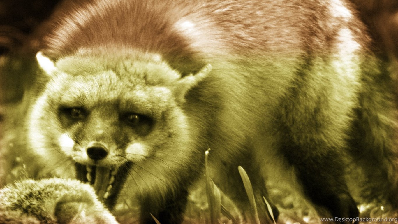 Fox hunt
