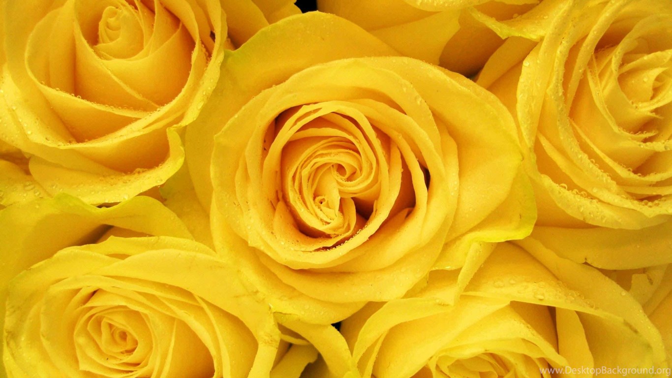 Yellow Roses Wallpapers Desktop Background