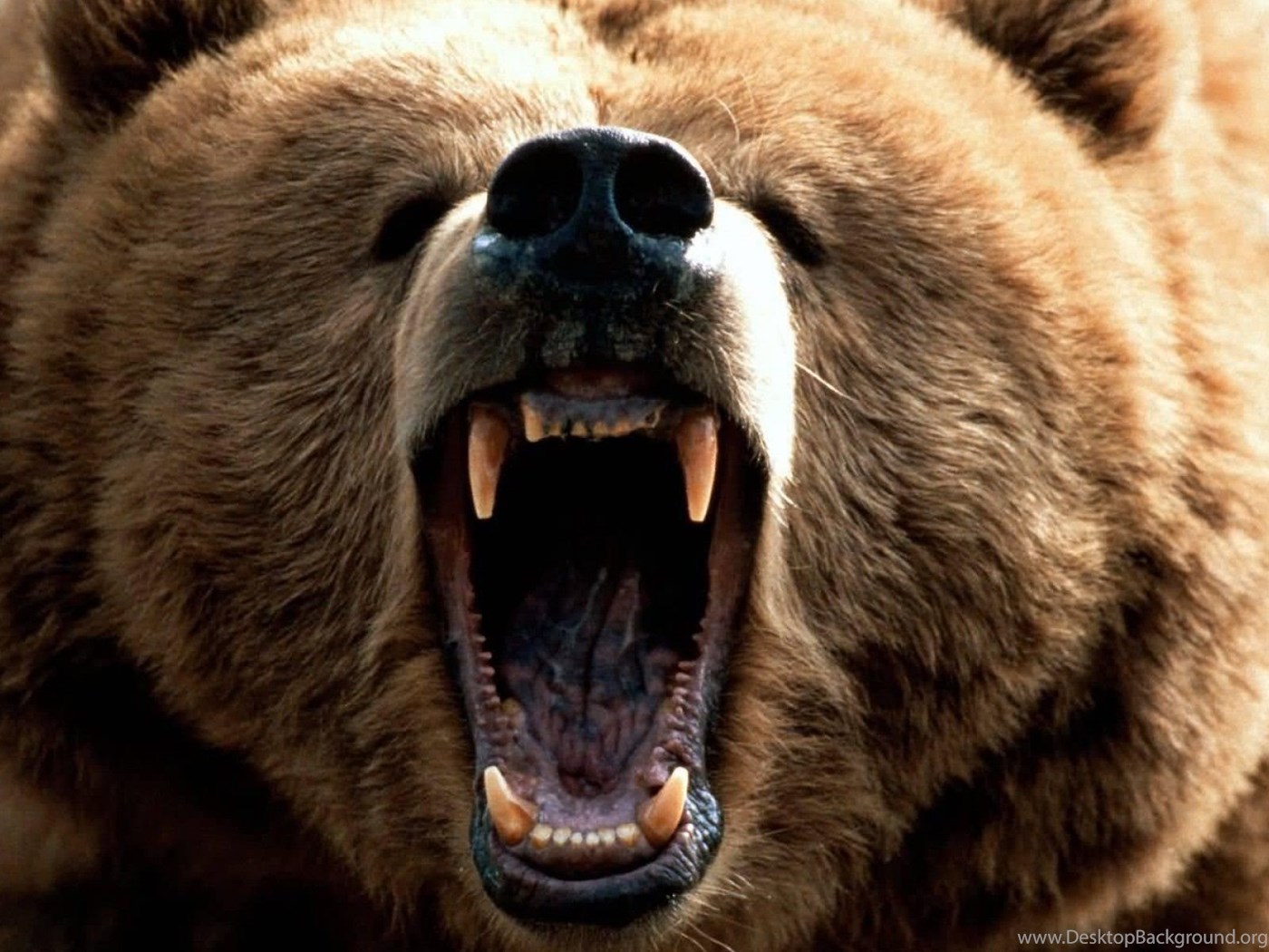 К чему снится медведь который нападает
