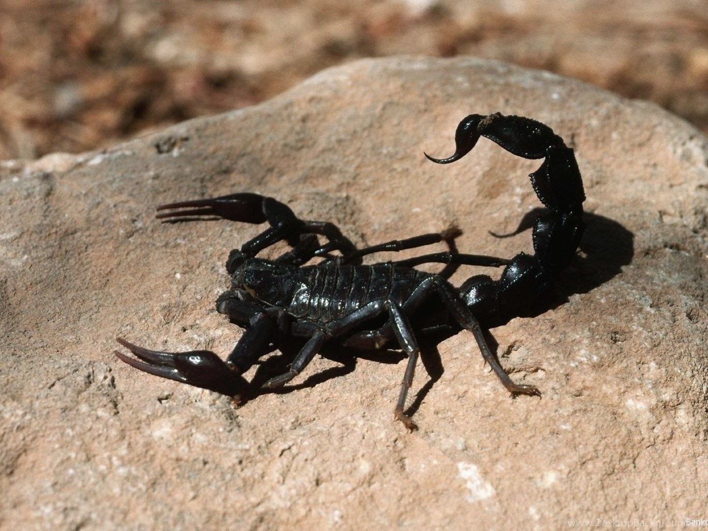 Scorpio HD image