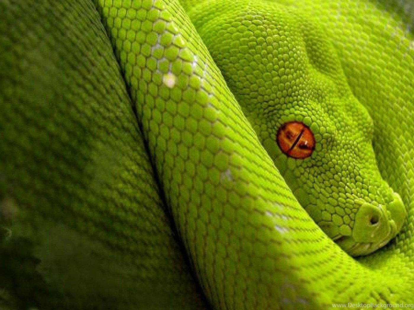 Мс змея. Голубая куфия. Голубая куфия змея. Зеленая куфия. Анаконда змея.