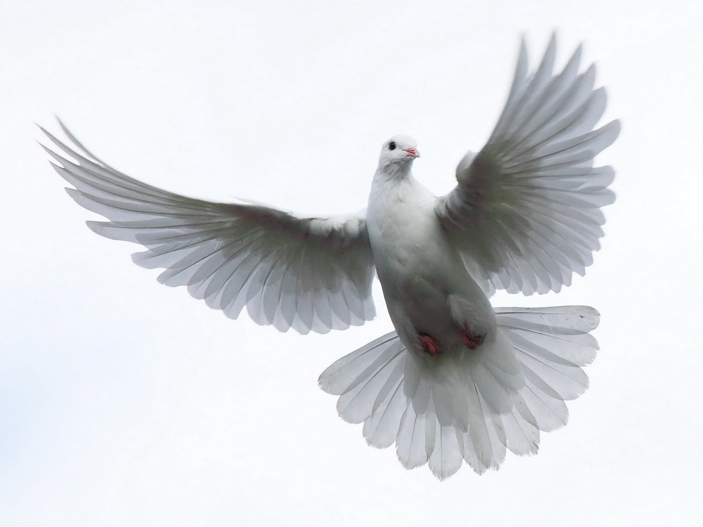 Download Holy Spirit Dove Holy Spirit Gif Holubice Holy Spirit Gif ... 