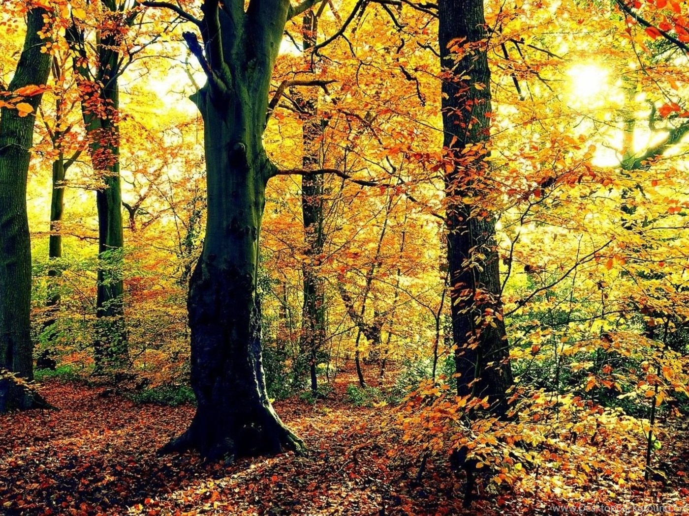 Leaves Park Trees Forest Colorful Path Nature Autumn Road