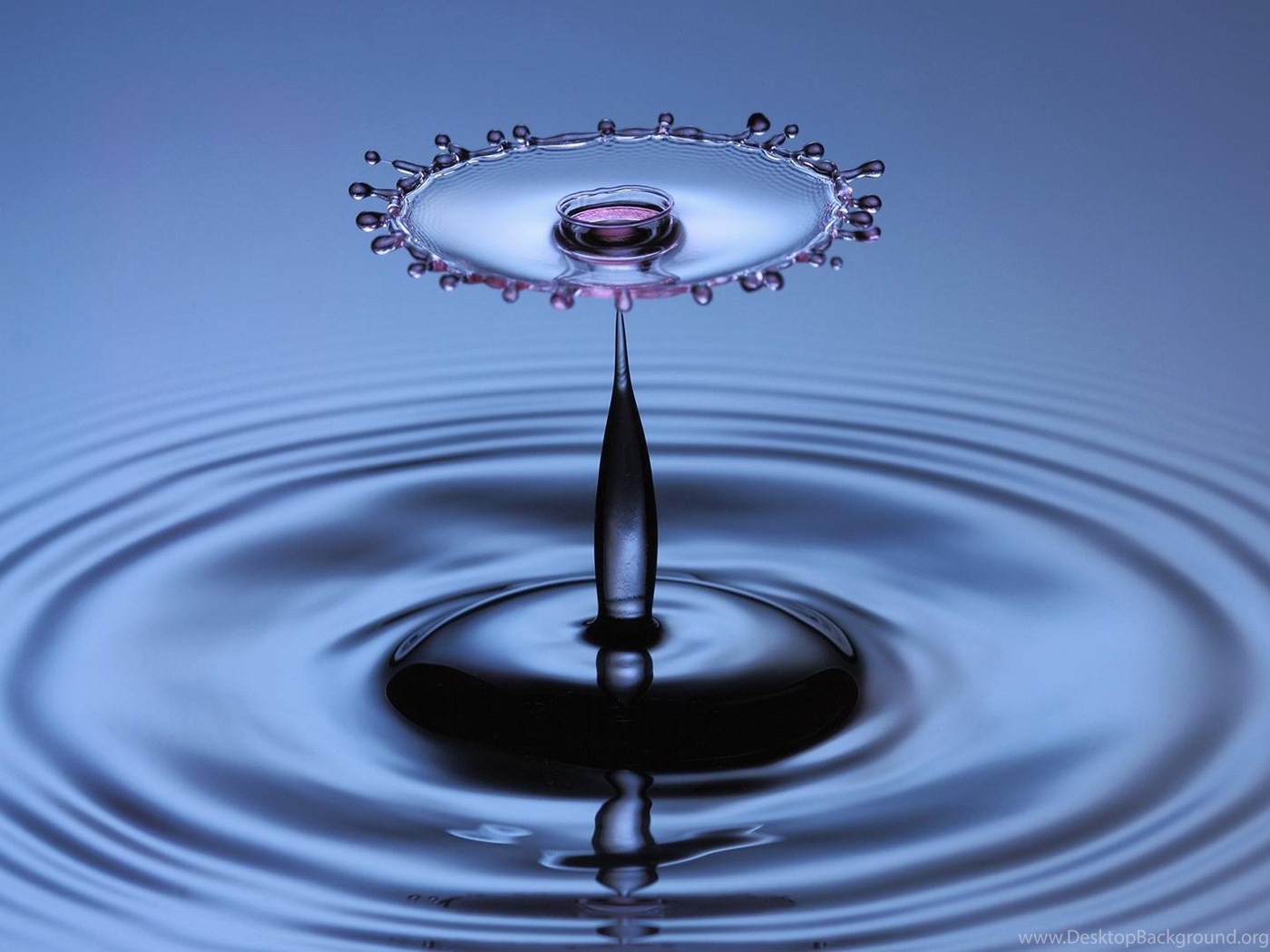 Wallpapers Water Drop Effect 1920 X 1080 Nature Flowers