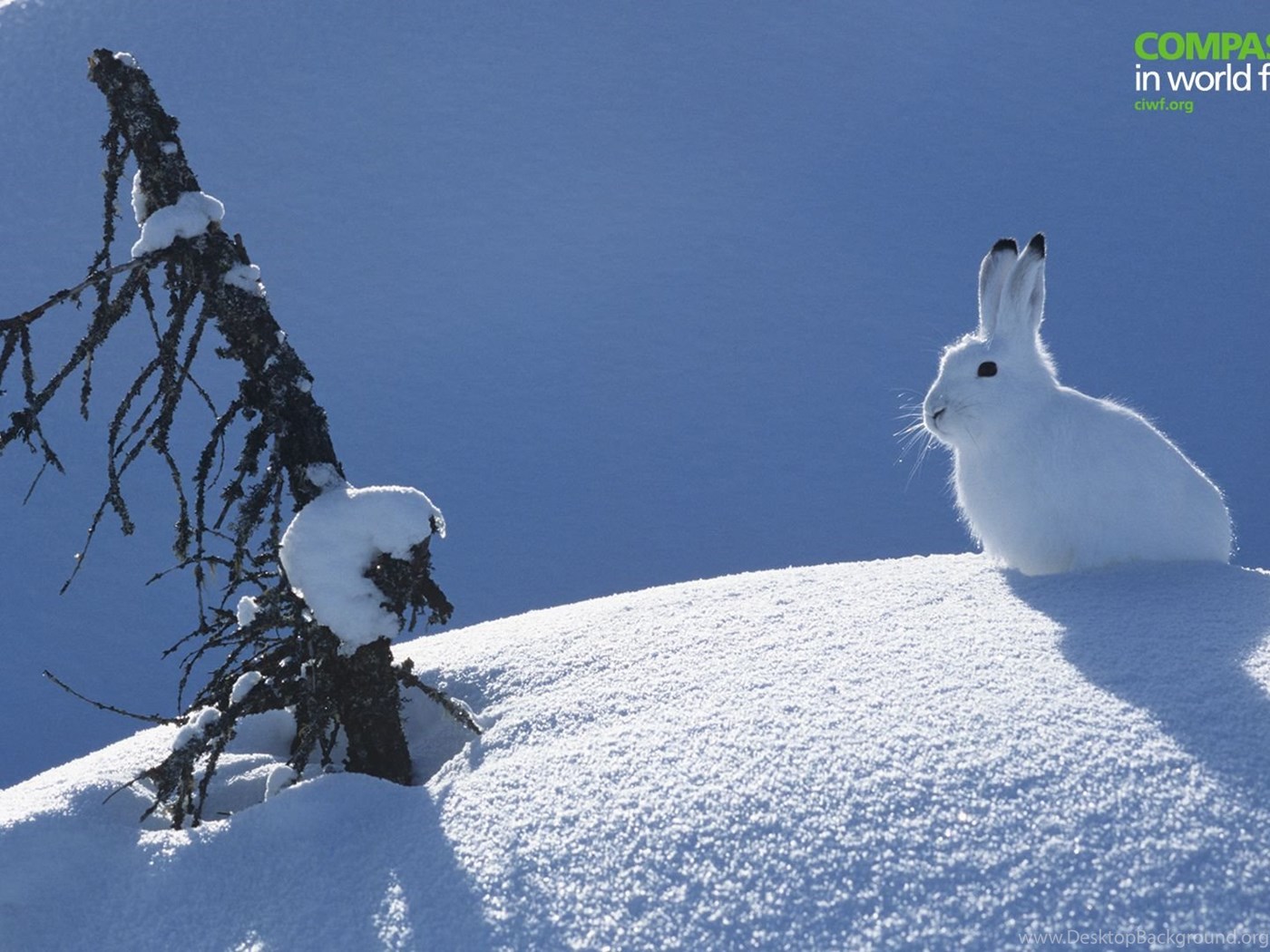 Заяц в сугробе. Заяц зимой. Зайчик зимой. Зимнее поле с зайцем. Заяц в зимнем лесу.