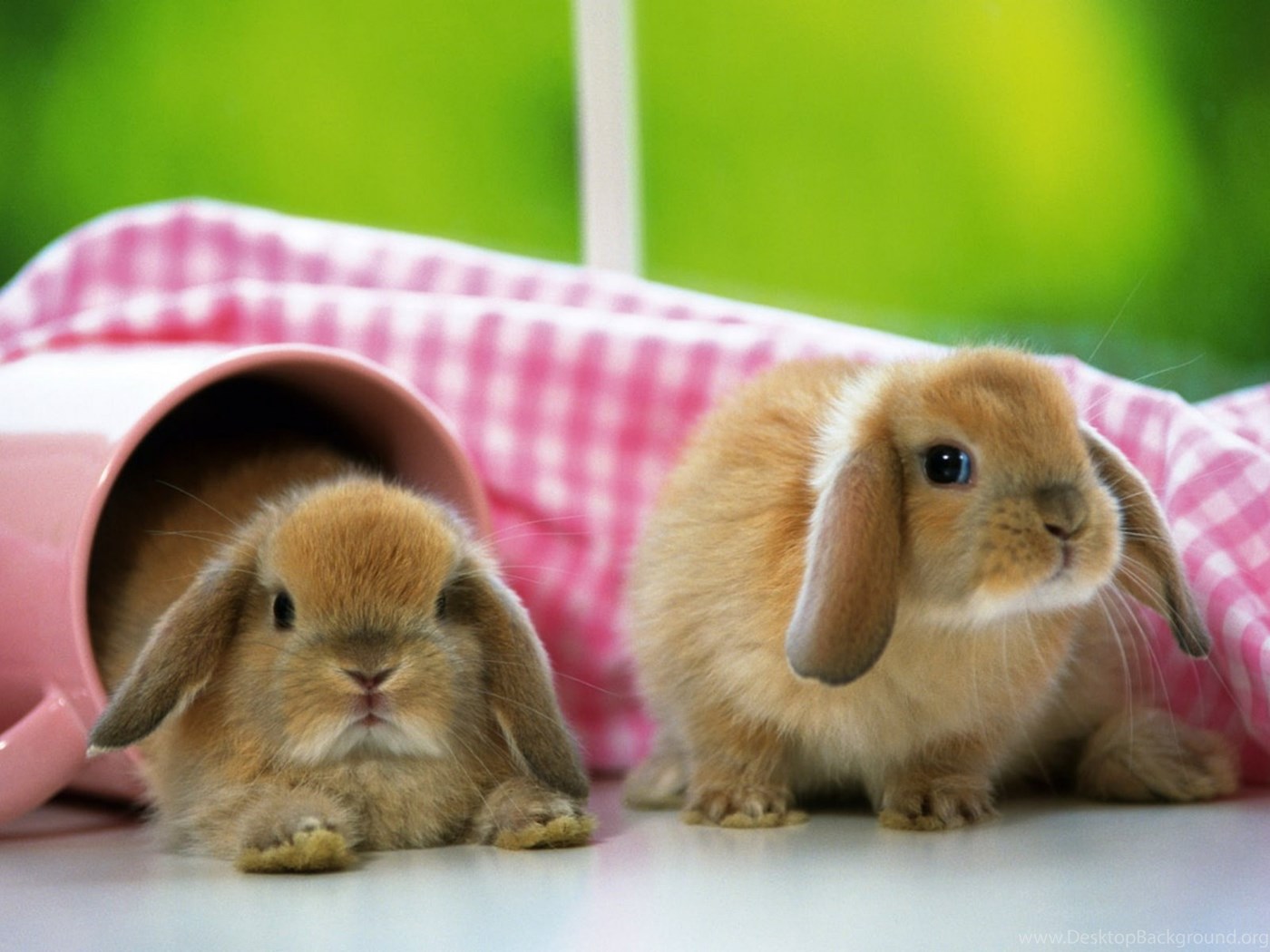 милые кролики