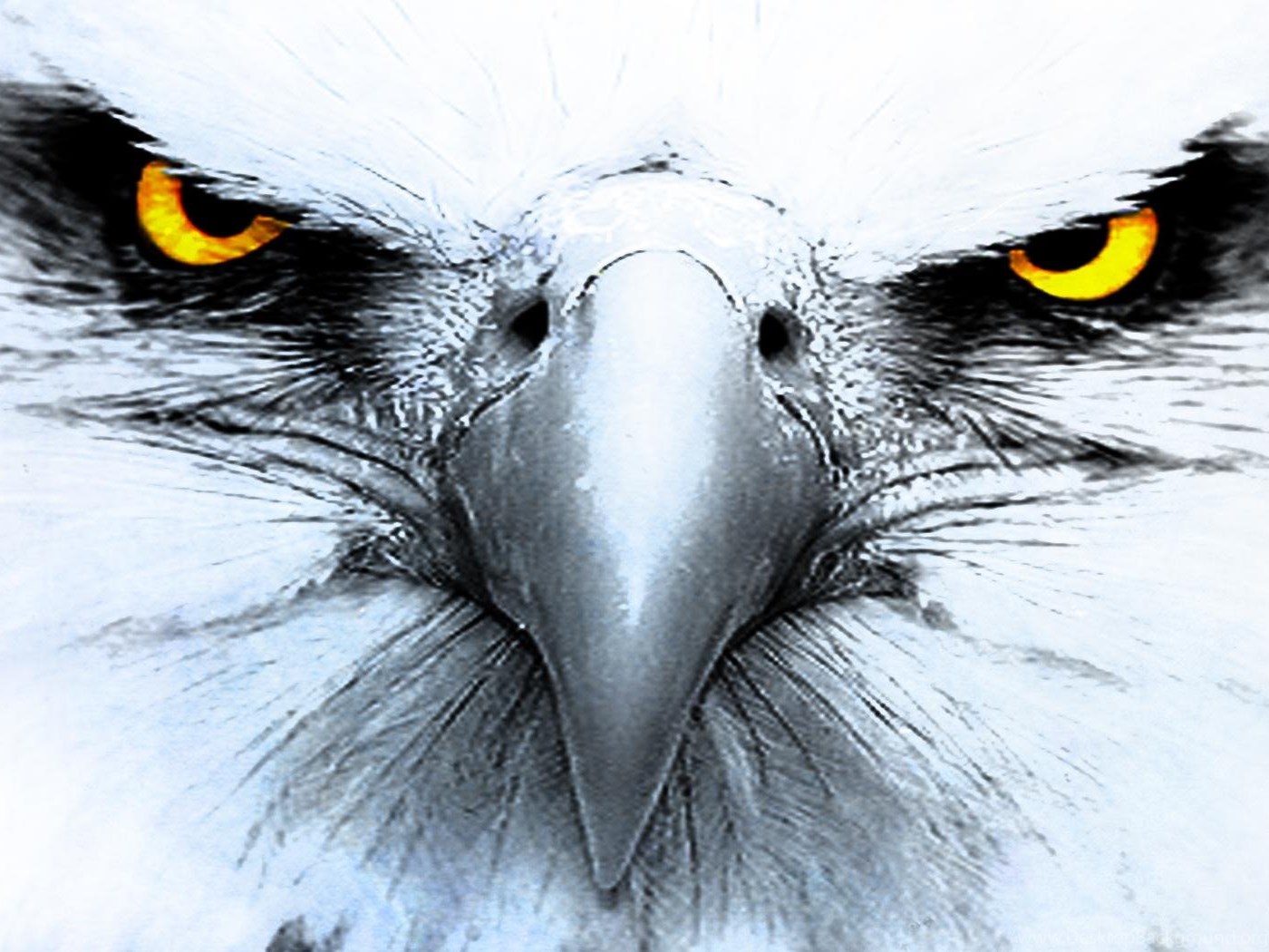 American Eagle Wallpaper Desktop Background