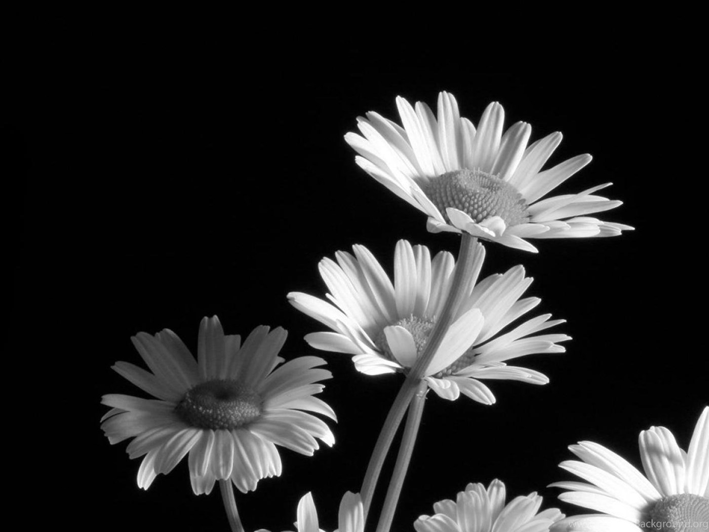 Black And White Flower Wallpapers » WallDevil Best Free HD Desktop