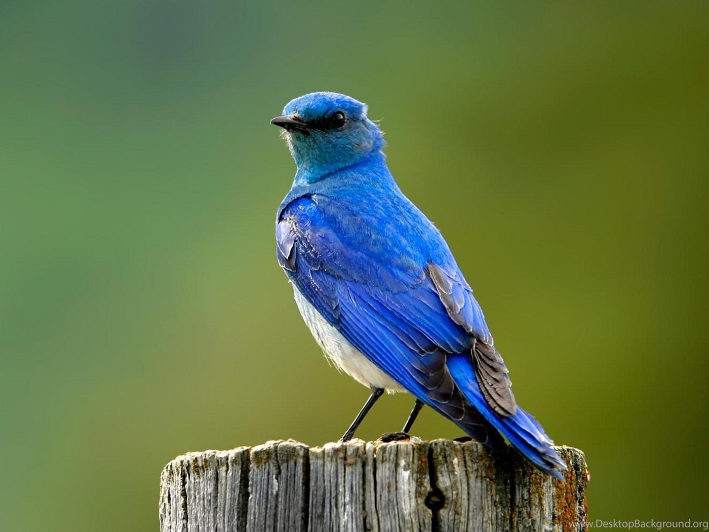 Blue picture. Птичка Сойка голубая. Синий. Синий Воробей. Синий Воробей птица.