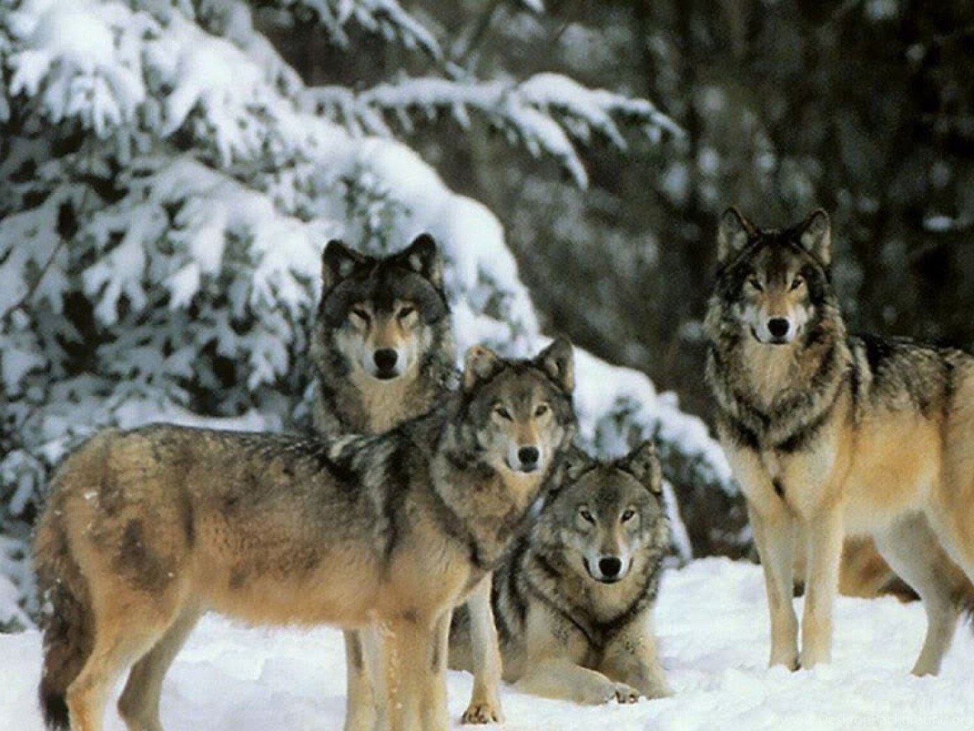 Четверо волков. Волки стая. Стая Волков. Волчья стая зимой.