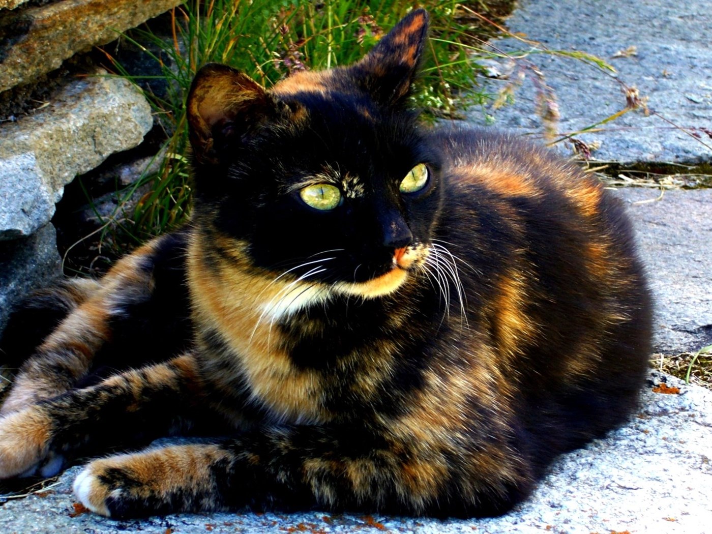 Пестрый кот. Черепаховая Калико. Черепаховая кошка Калико. Черно рыжая черепаховая кошка. Кот черепахового окраса.