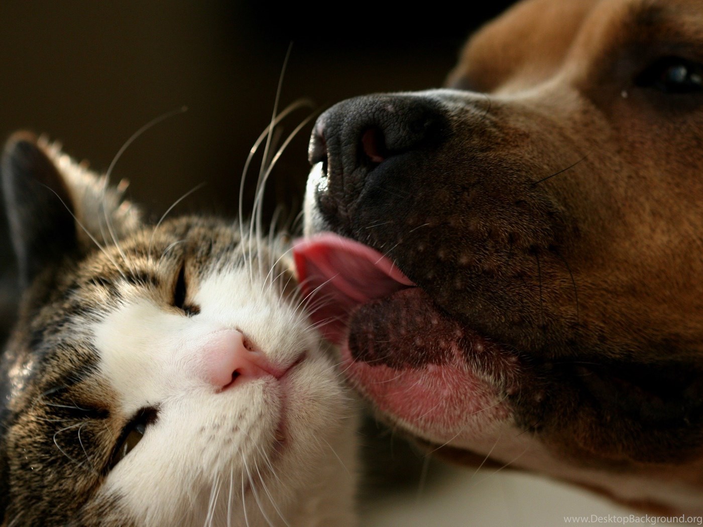Unbelievable Love Cats And Dogs 4k Wallpapers Desktop Background Images, Photos, Reviews