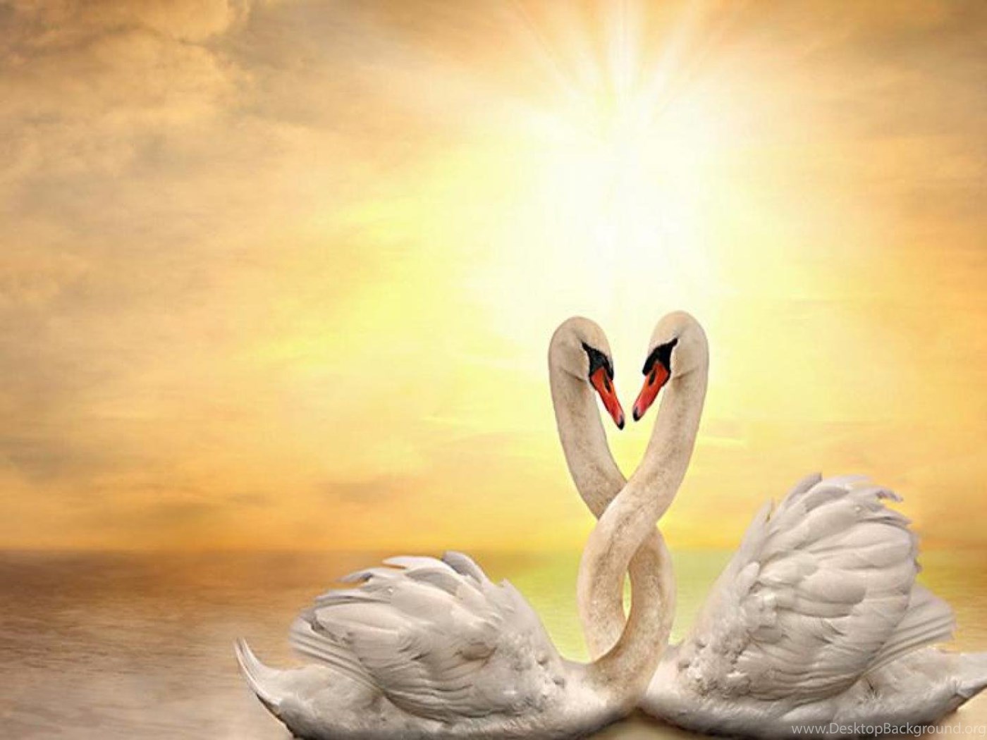 Счастье и верность. Пара лебедей. Лебеди сердце. Любовь и лебеди. Красивые лебеди.