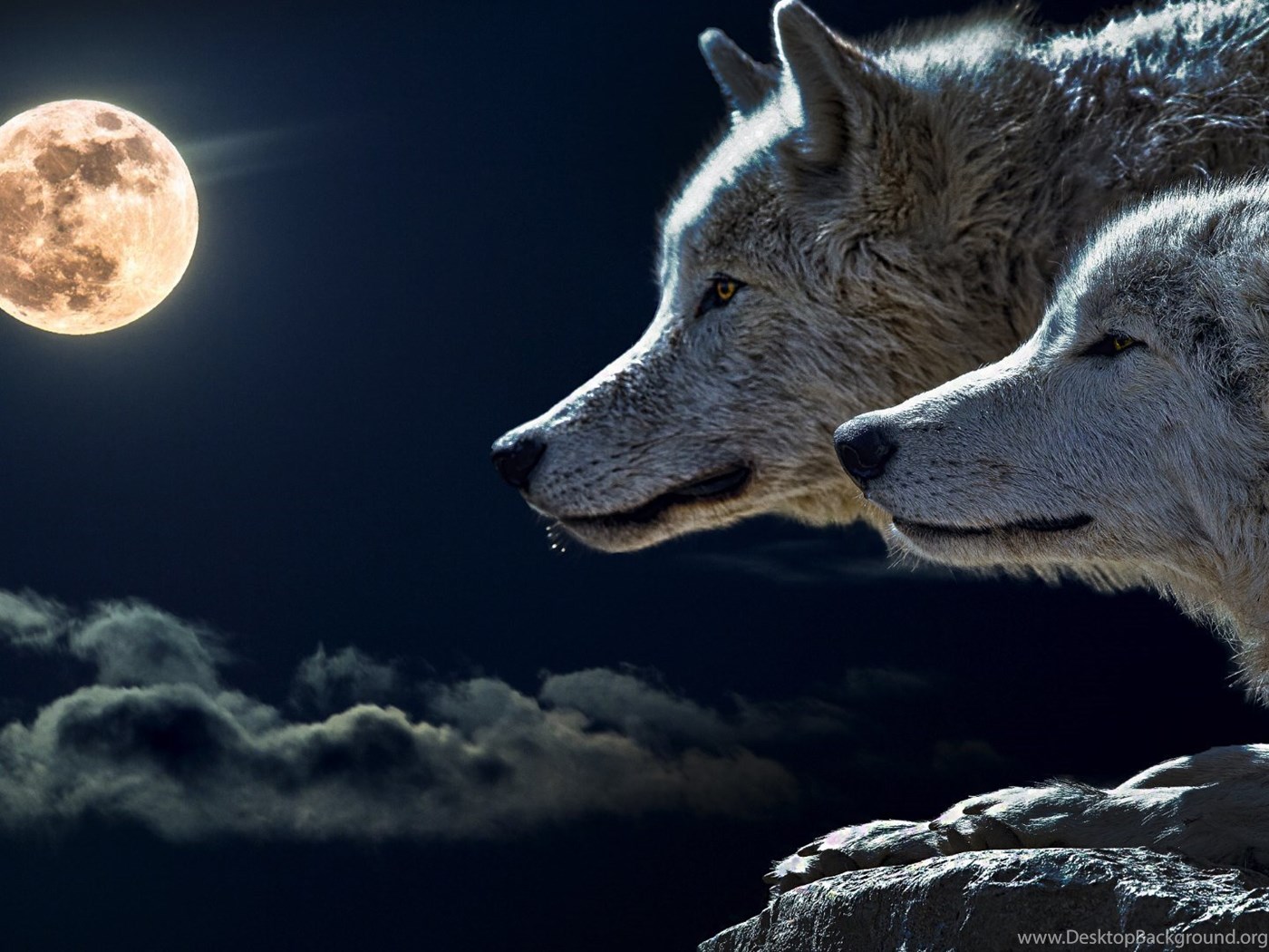 Сонник нападающий волк. Два волка. Волк и волчица. Волчица ночью. Два волка и Луна.