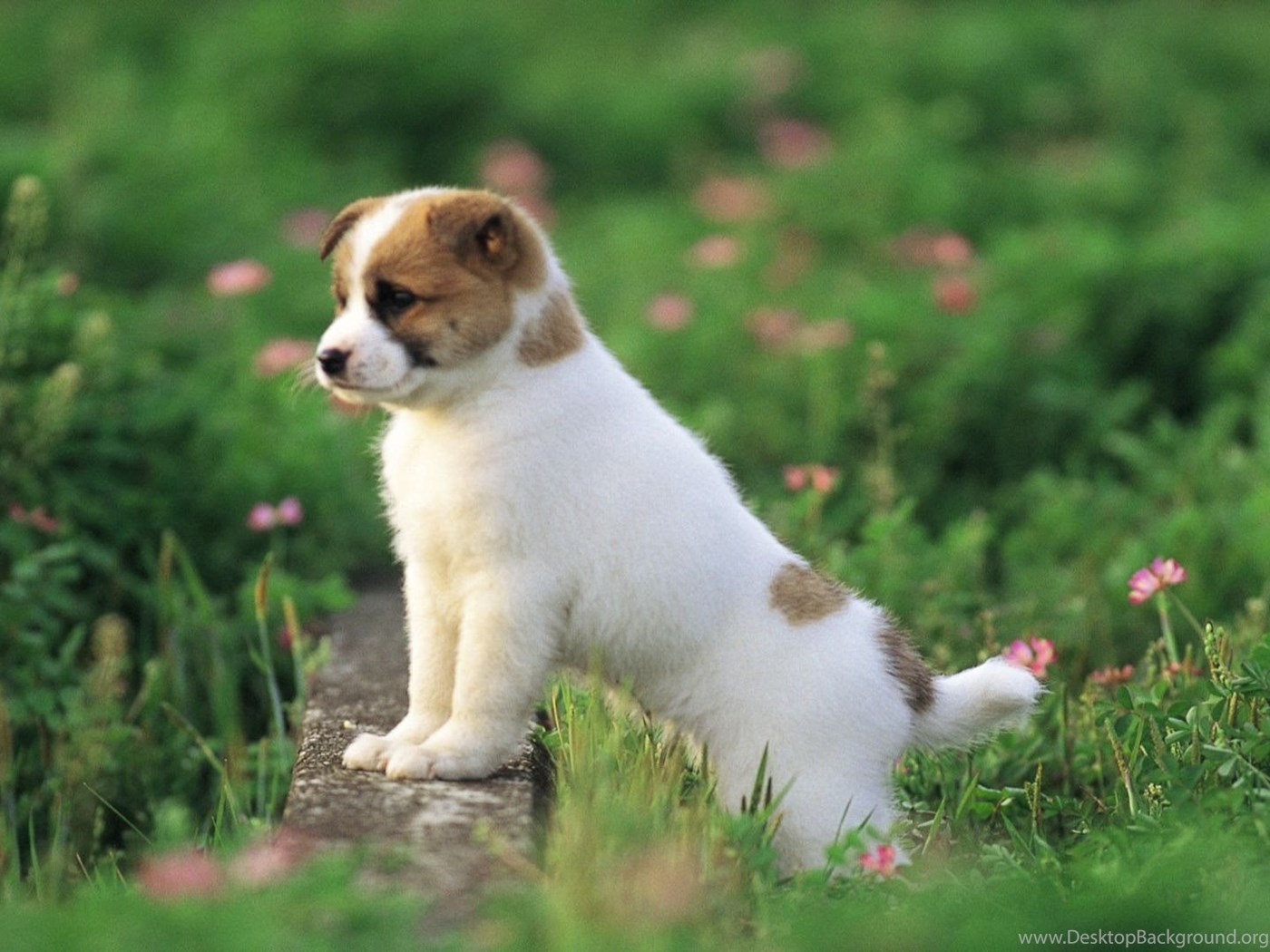 Jarman safed online dog online shopping