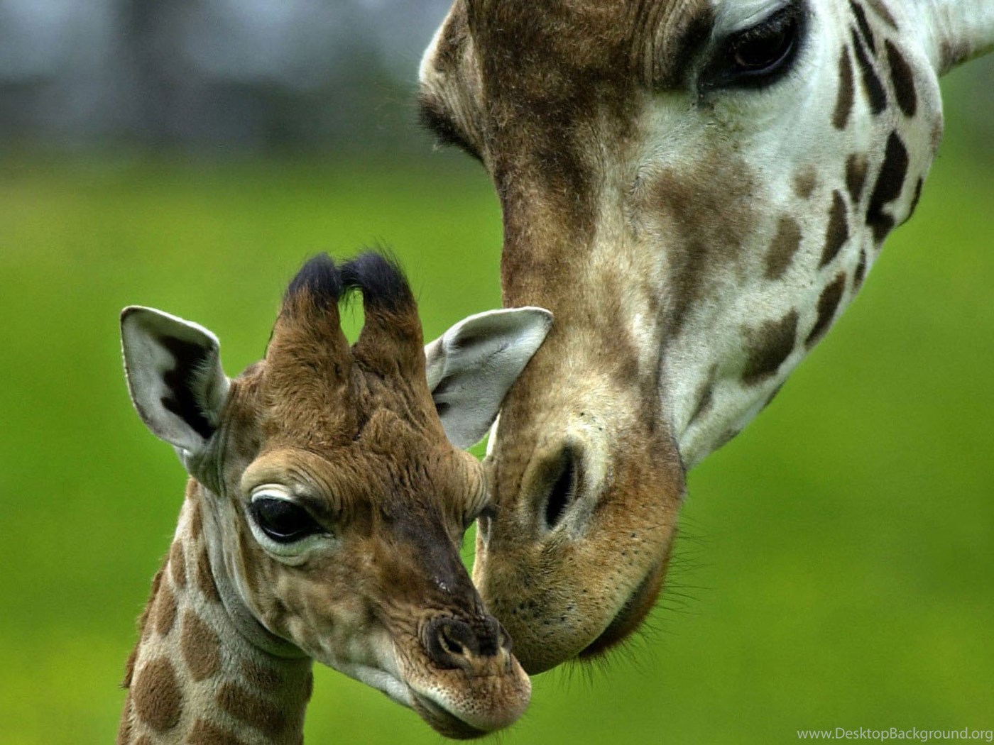 Сколько детенышей жирафа родилось за 2 года. Животные. Разные животные. Детеныши животных. Жираф с детенышем.