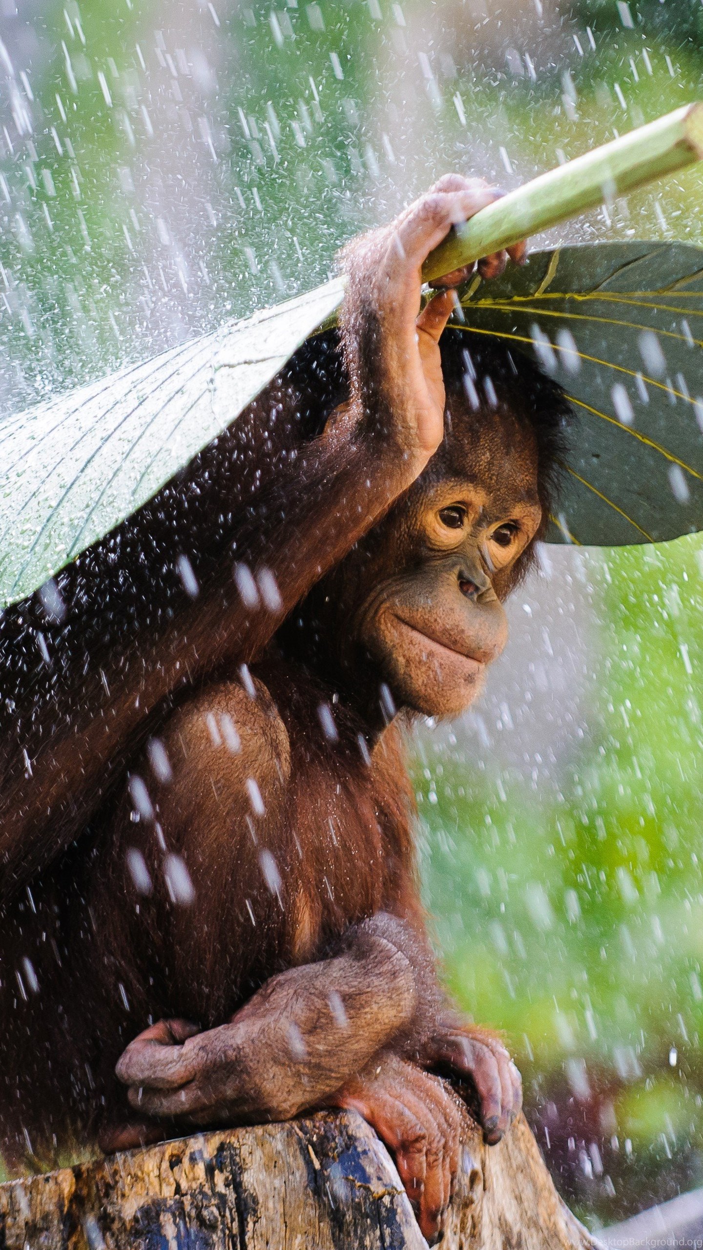 Rain animals. Обезьяны шимпанзе орангутаны. Обезьяна под дождем. Смешные обезьяны.
