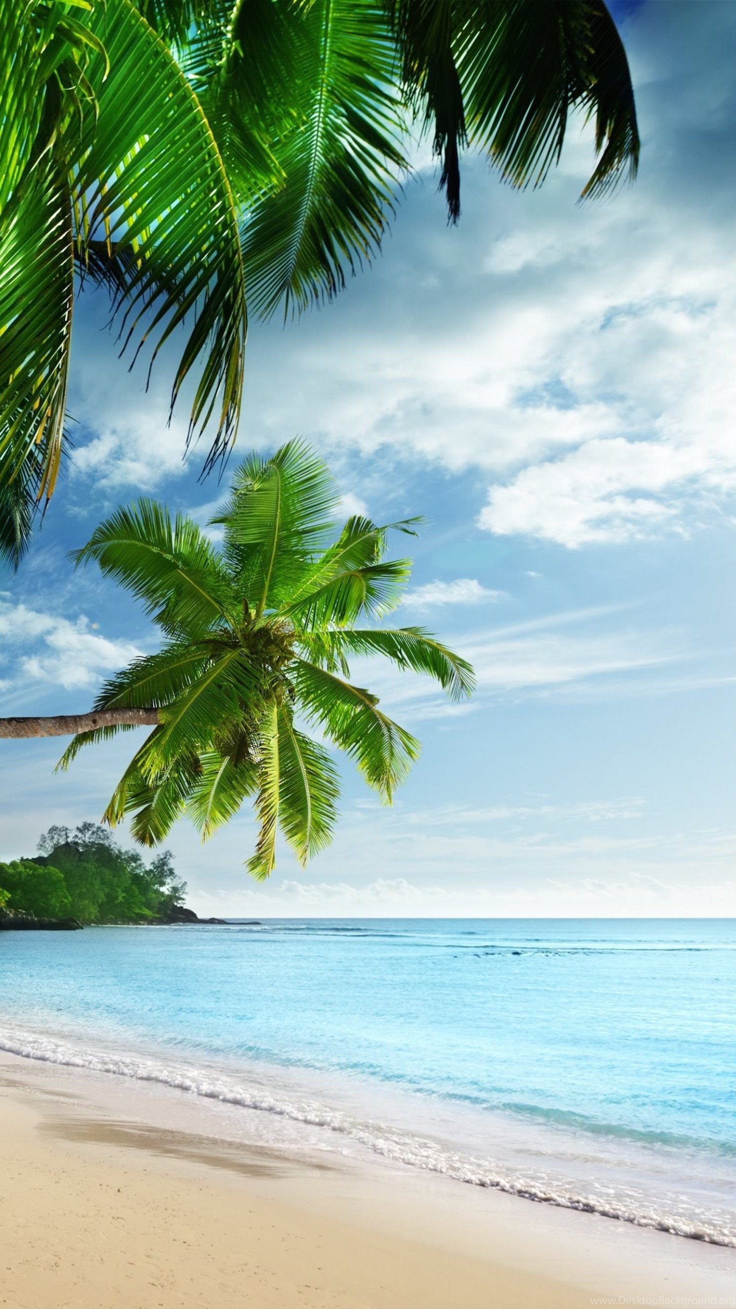 Вацап морской. Море пальмы. Пляж. Морской пляж. Побережье с пальмами.
