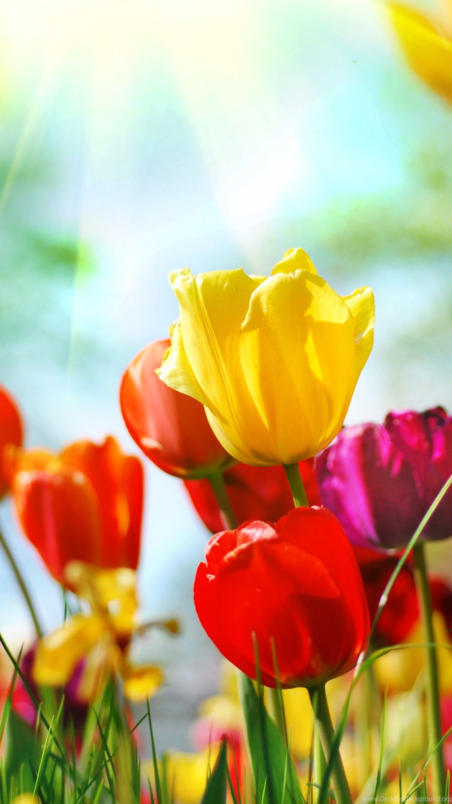 Среди весенних первых дней 8. Весенние тюльпаны. Яркие цветы. Тюльпаны разноцветные. Тюльпаны обои.