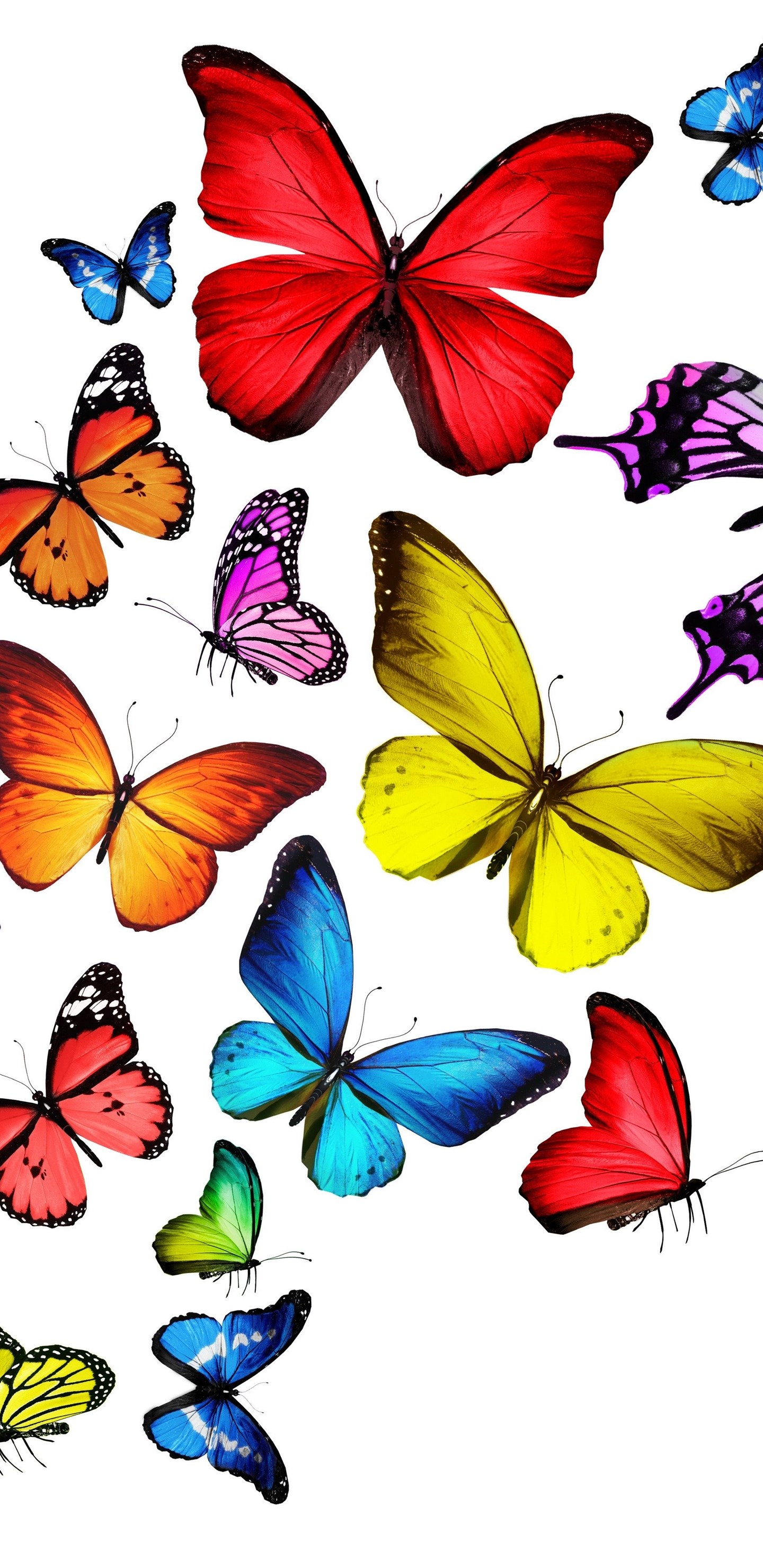 Download Wallpapers Colorful Rainbow Butterflies 3d Colorful