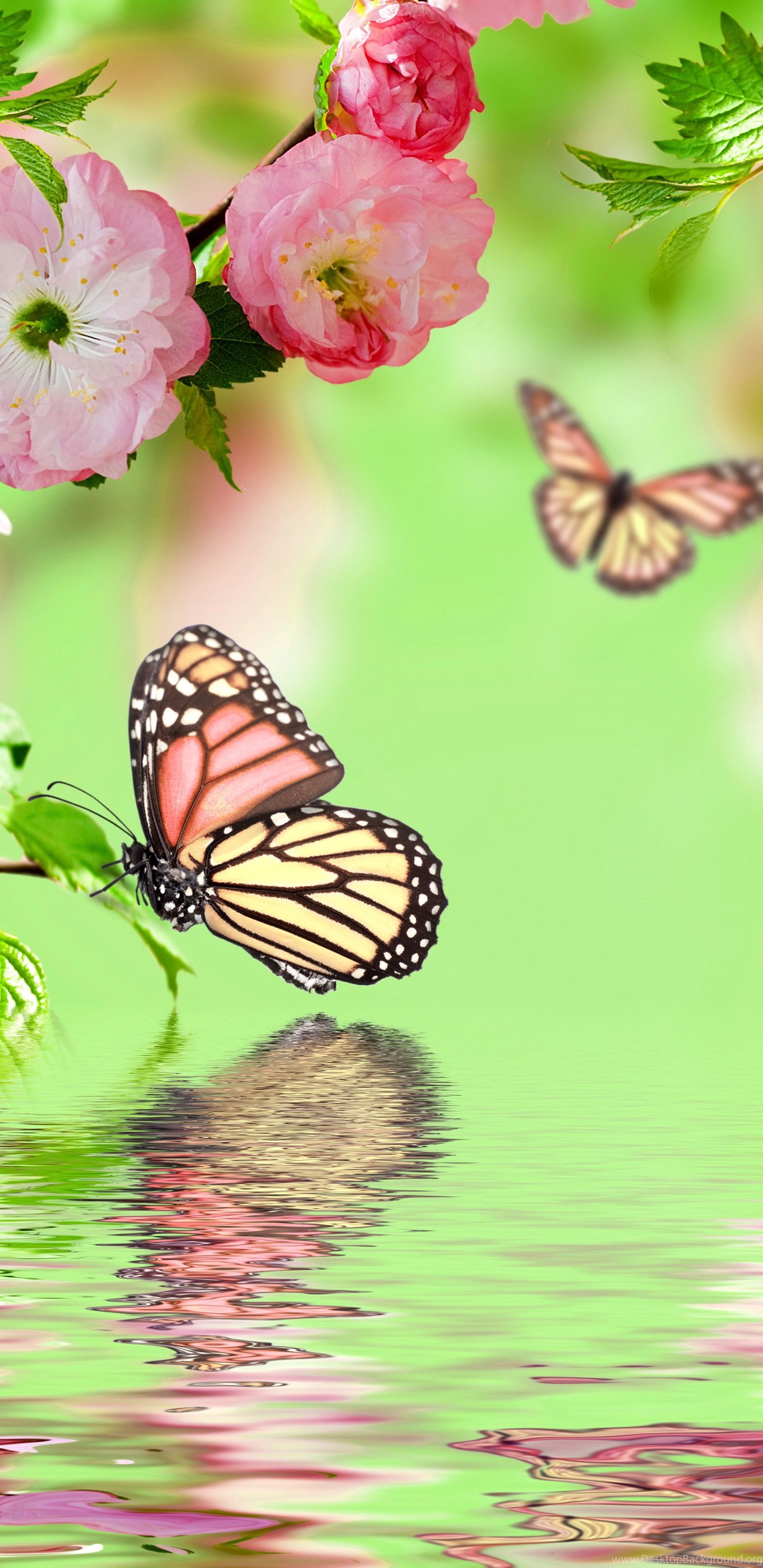 Открытки на экран телефона. Фотообои бабочки в цветах. Цветы весенние и бабочки.