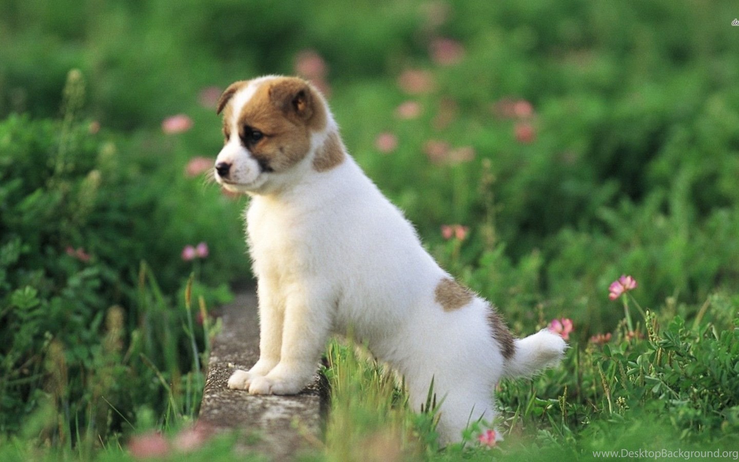 Jarman safed dog Desktop Background