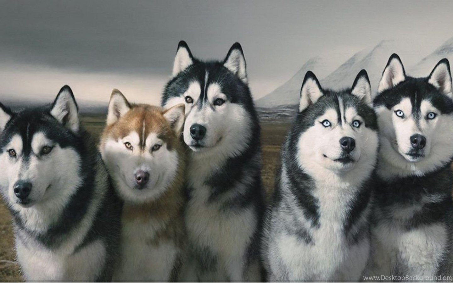 Siberian Husky Puppy Wallpapers 1080p Pomsky Dog Hd Siberian