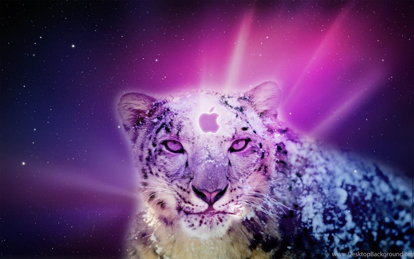 Leopard Leopard