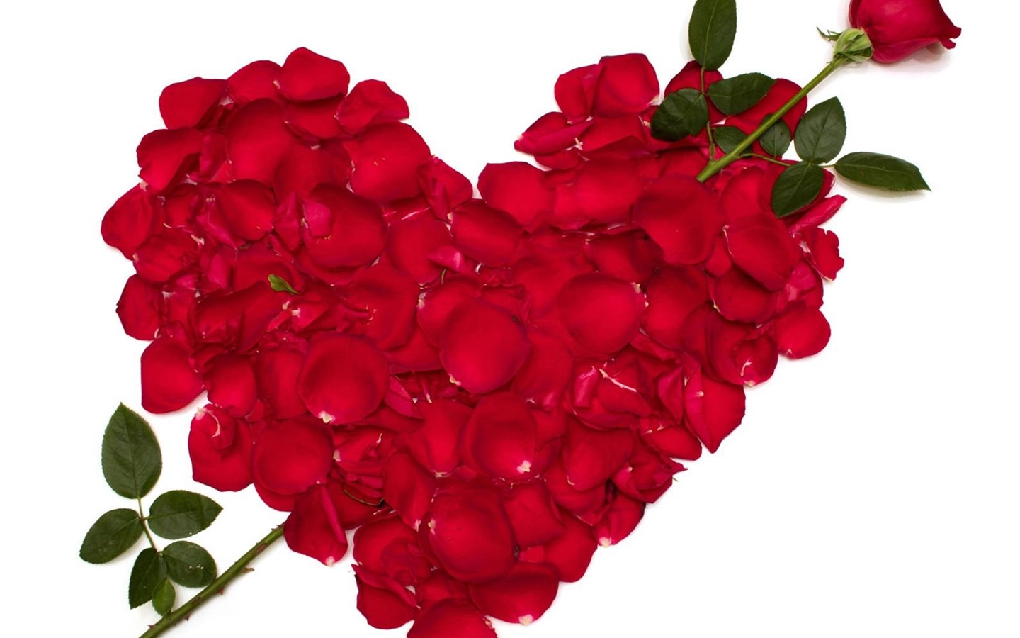 Hd Love Rose Wallpapers Free Download Desktop Background