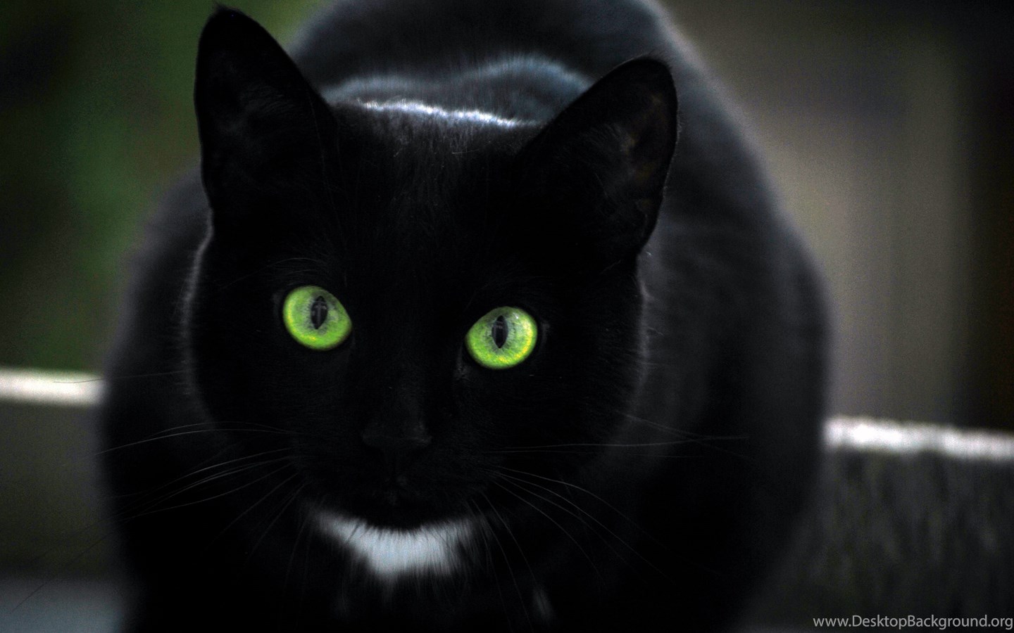 Black Cat Kitten Wallpaper Hd Cute Cat Wallpapers Desktop Background