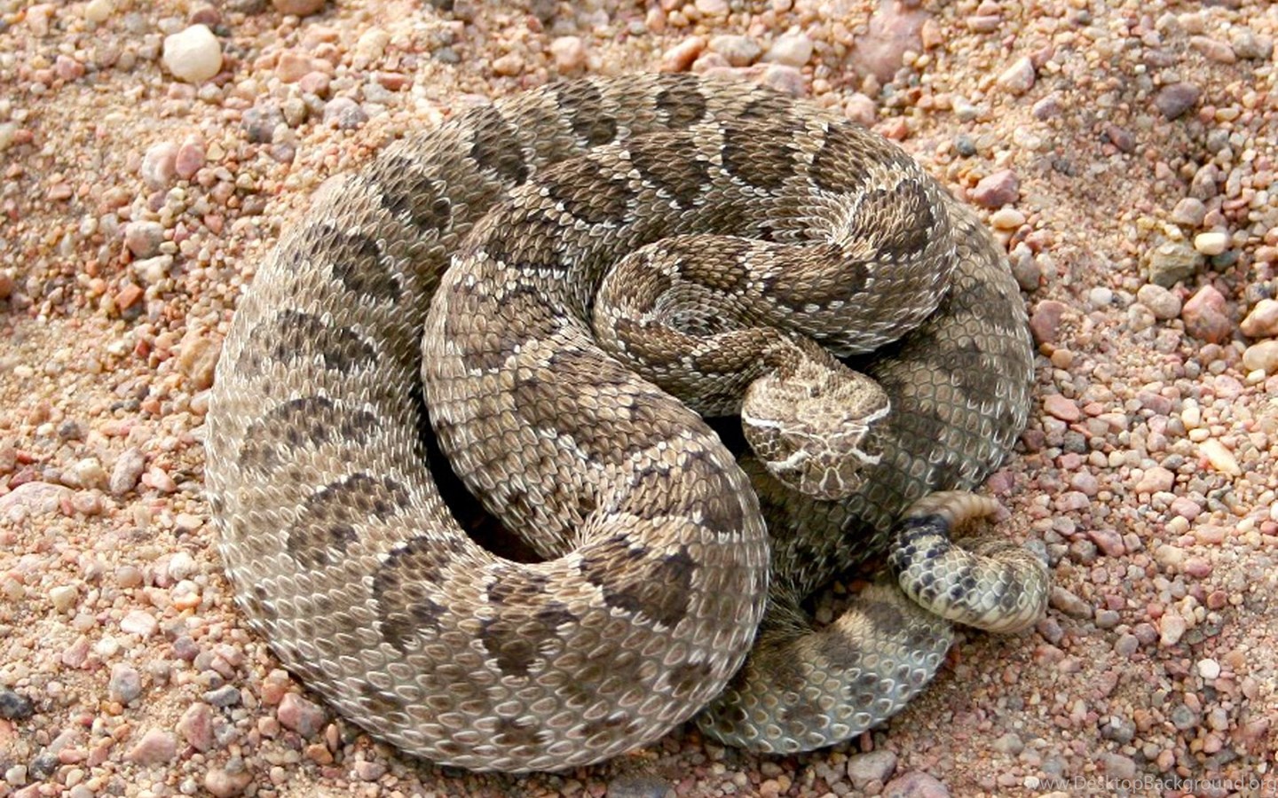 Гремучая змея относится к отряду. Шумящая гадюка. Техасская гремучая змея. Crotalus vegrandis. Гремучие змеи.