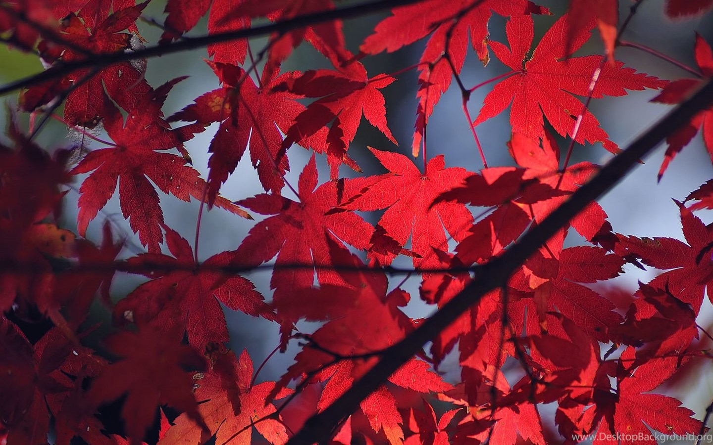 Japanese Maple Wallpapers 193989 Desktop Background