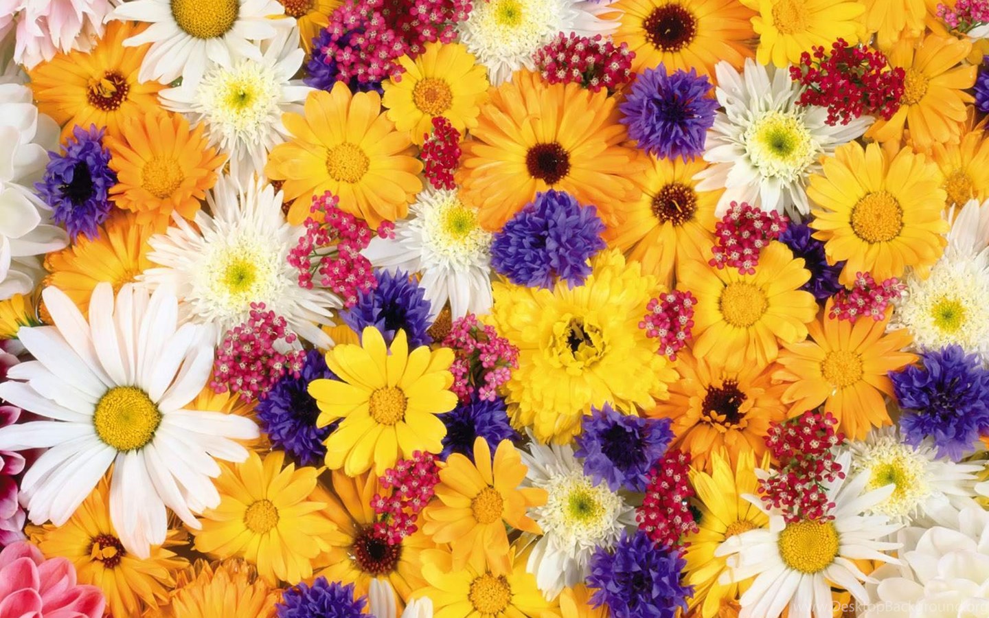 Colorful Flowers Wallpapers Hd Images New Desktop Background