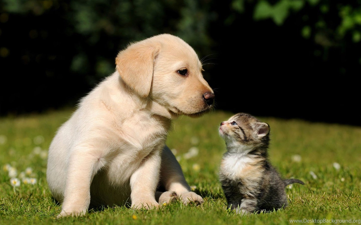 Of Dogs And Cats Hd Romantic Cat And Dog Wallpapers Hd Dogs And