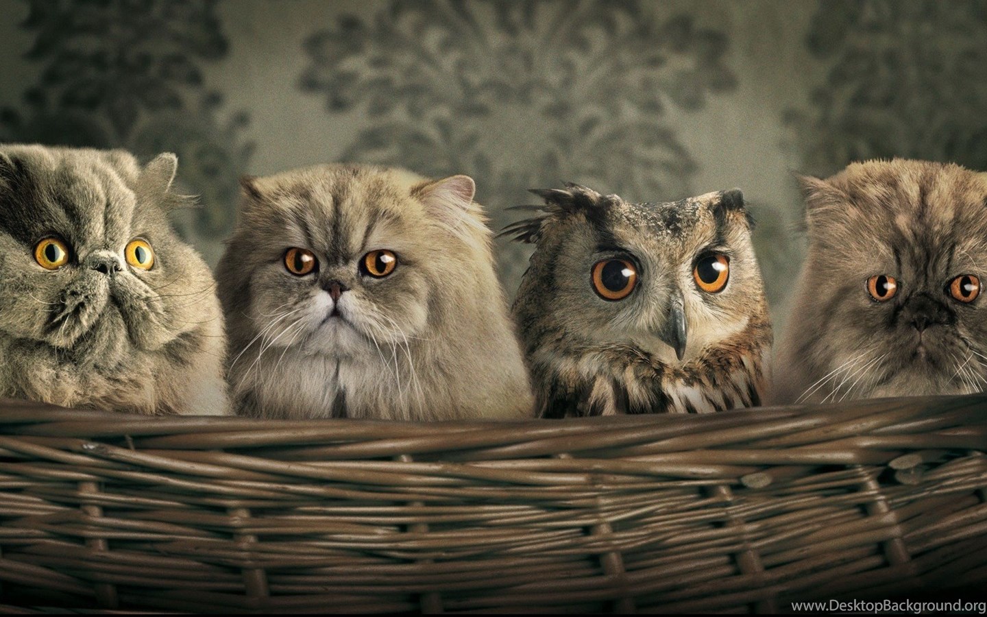  Persian  Cats  HD  Wallpapers  Desktop Background