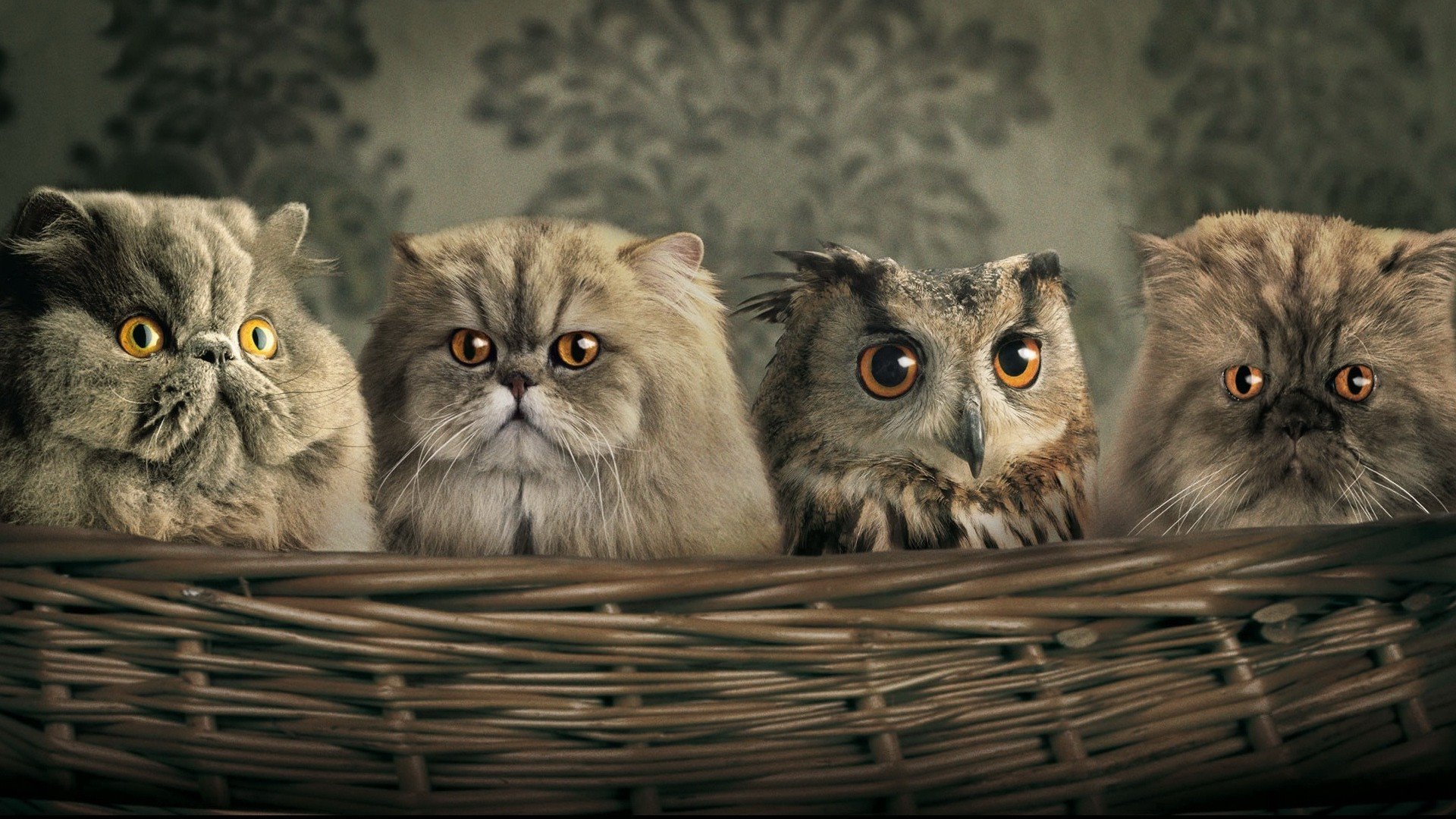  Persian  Cats  HD  Wallpapers  Desktop Background