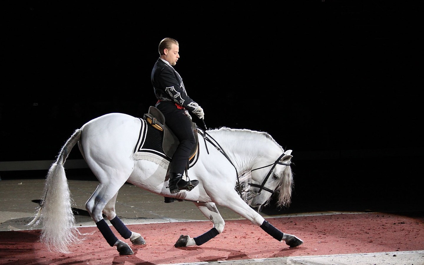 Horses: Lippizan Performance Horses White Austria Vienna ...