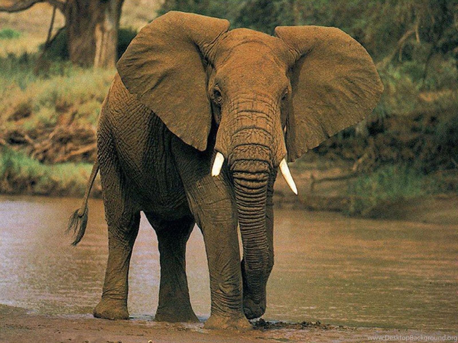 Elephant перевод